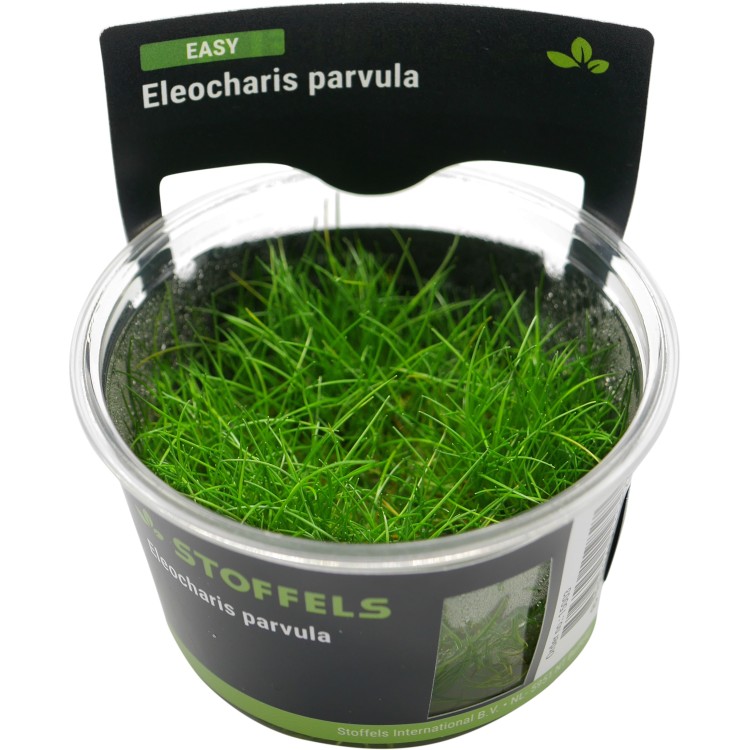 Planta acvariu Eleocharis Parvula in vitro - imagine 4